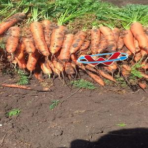 Carrot  - fruits et légumes nous vous proposons des carottes du maroc,  d'une qualité exceptionnelle,  fraîches et savoureuses. cultivées dans des conditions optimales,  ----disponibles en différentes quantités. contactez-nous pour plus d'informations.