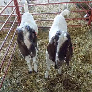 Young and mature Boer goats - live animals we are distributors and wholesale supplier of livestocks like boer goats, saneem as well as animal feeds such as alfalfa and timothy hay we sell at good prices and our products comes with all necessary papers.feel free to contact for more details and recent photos.--