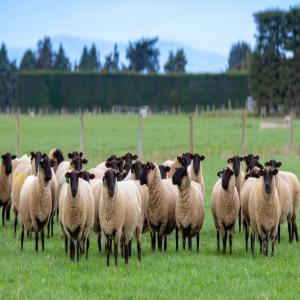 Sulfock Ewes Ready - live animals we are distributors and wholesale supplier of livestocks like sulfock sheep, boer goats, saneem as well as animal feeds such as alfalfa and timothy hay we sell at good prices and our products comes with all necessary papers.feel free to contact for more details and recent photos.--