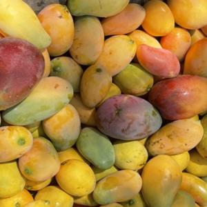 MANGUE MAHAJANGA - fruits et légumes bonjour, pour le compte d'un de nos partenaires,  nous cherchons des acheteurs de mangues à madagascar.nous avons plus de 200 manguiers pour 22 variétés différentes qui produisent chaque année.nous produisons également des épices ,  d'autres fruits et l&