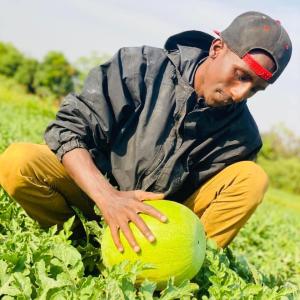 Agriculture  - fruits et légumes besoin des partenaires moi c'est diallo alpha ousmane producteur de pomme de terre j'aimerais obtenir des informations concernant vos semences 