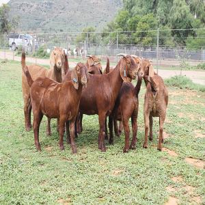 Purebred Kalahari Red Goats - live animals we are wholesale distributors of animal livestock like goats, pigs, chicken, cows, horse and we sell at affordable prices,  our products come with all documents,  and we do fast and reliable shipping.feel free to contact for more details,  offer price and stock photos.