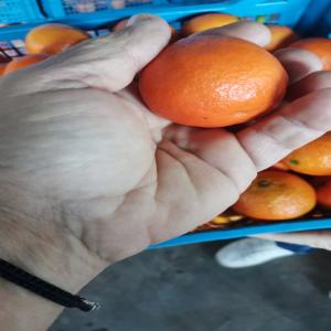 Clementine  - fruits et légumes vente clementines de la grece. top qualitie! livraison en 9 jours . en toute europe. camion de 20600kg .