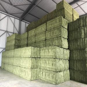  DEHYDRATED Alfalfa,Straw,Corn,Wheat - feed we sell dehydrated alfalfa in bales,  straw in bales and pellets/granules/ from alfalfa,  straw pellets granules,  corn,  wheat.100% pure non-gmo alfalfa.dehydrated alfalfa are suitable forall ruminants,  especially for high-yielding cows,  horses,  camels,  goats,  sheep and others.size and shipping dehydra