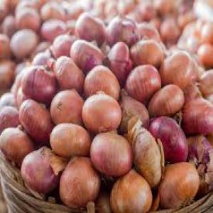 onion - aromatic spices we have onions available and ready for shipment,  we sell at affordable prices and our onions come with documents.