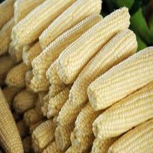 yellow and white corn - cereals we have yellow and white corn available and ready for shipment,  we sell at affordable prices and our corn come with documents.