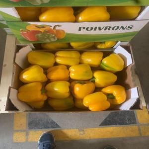 POIVRON ROXY CALIFORNIE A VENDRE - fruits et légumes bonjour,  nous sommes basés au maroc,  et nous exportons des fruits et légumes frais et congeles.nous sommes interessé pour une collaboration. nous pouvons vous fournir vos besoins des fruits et legumes. si vous etes interessé veuillez nous contacter