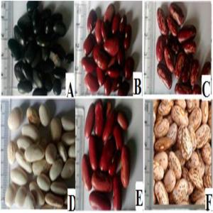 Red and black kidney beans  - fruits and vegetables we are your solution for red and black kidney beans sourcing simplifying the whole process from initial product to logistic management,  inspection,  quality control and efficient delivery to the destination port.you can send us an inquiry for more product details,  price,  order quantity,  etc.