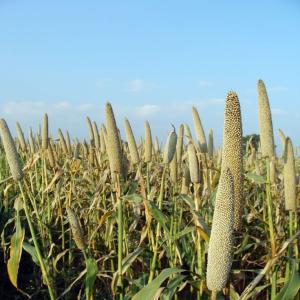 Fournisseurs des produits céréales  - céréales nous fournissons des produits céréales en grand quantité tel que le mil,  le maïs,  sorgho,  sesame noir et blanc,  haricots rouge,  blanc noir verte ,  lentille,  germe de soja....... 