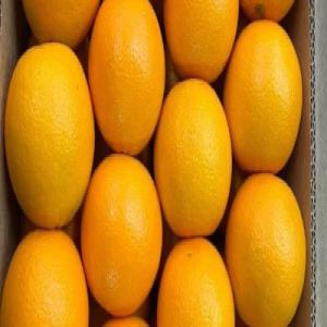 Orange Valancia Maroc a vendre - fruits et légumes bonjour, nous sommes basés au maroc,  et nous exportons des fruits et légumes frais et congeles en europe.   orange valencia maroc late cat 1 type d'emballage- carton 10 kg / 15 kg pour plus d'informations n'hésitez pas à contacter.  nous sommes interessé pour une co