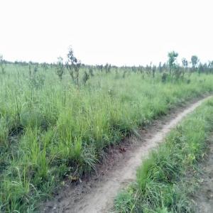 Plusieurs Terrains Agricole  - mine terrain concession une grande concession agricole est à vendre à kinshasa,  précisément dans la commune de maluku   300 hectares à 150.000 usd $   1 hectare à 500 usd $  