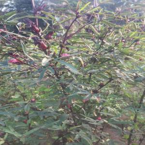 Fleurs d'hibiscus séchées- Bissap  - fruits et légumes bonjour,    je propose de la fleur d'hibiscus séchée (bissap)  produite dans ma propre ferme en afrique et que j'importe moi-meme en france.   je cultive et commercialise en vente directe,  la variété vimto,  la meilleure,  de l'avis de beaucoup de consommateurs et clients r&