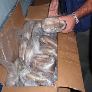 Seller exporter supplier fresh frozen fish - fish we can offer fresh frozen fish octopus squid cuttlefish crustacean shrimps lobster and other specie pelagic seabrram horses mackerel mackerel scomber japonicuis, dentex, solea, sardinelles bonito sarda sarda, with grouper, corvine