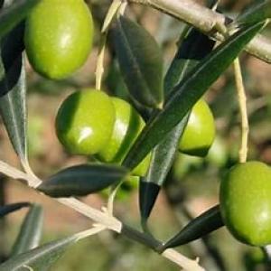 1000 hectare olivier - mine terrain concession  je met en vente 1000 hectare olivier  marocain très bonne qualité  soit huile d olives ou les olives.  c est une société qui export ses produits vers tous les continents du monde a pris plusieurs médailles de qualités de productions. plus d infos  contacter