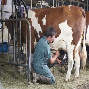 150 hectare ferme laitieres - mine terrain concession  je met en vente une ferme de 150 hectares située au centre du maroc qui donne une production laitière y compris tous ces équipements soit matérielles ou hergéennes  ave une grande partie de la  ferme  cultivée d olivier.   plus d infos contacter moi .sur mo