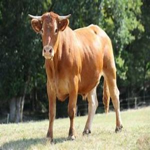 vache et mouton a vendre maroc  - viandes et oeufs je met en vente 3500 b uf et 19 000 moutons située au centre du maroc . annonce rapide  et limite  ne rater pas cette occasion.  ( 55 dh) par kilogramme . = 5. euro par kilo    plus d infos . contacter moi   