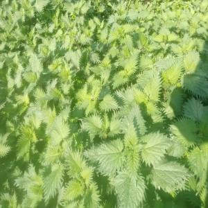 Feuilles d'ortie séchées  - épices aromates produit bio.   origine- tunisie.   l'ortie,  c'est l'une des plantes médicinales les plus efficaces,  riche en vitamines a,  b et c.l'ortie est également fortement minéralisée en fer,  calcium,  magnésium,  potassium et phosphore.  les bienfaits connus de l'ortie sont-  