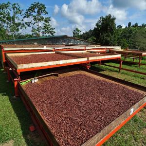 Buy Grade A Cocoa Beans - coffee cocoa tea we are producer, wholesale supplier and distributor of african forastero cocoa beans and we are ready to do good business with trusted clients, our products are of high and best quality and comes with all test reports.feel free to contact for more details, offer price and stock photos.