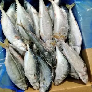 Poisson CHINCHARD BLANC  - poissons société spécialisée dans l'importation des poissons congelés depuis le maroc et la mauritanie met en vente des cartons de 20 kg de poisson chinchard blanc,  maquereau,  mullet etc...(l et m) dans toutes la côte d'ivoire et la sous-région.--nous sommes si