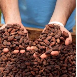 ROASTED COCOA BEANS (BROWN BEANS) - roasted seeds and nuts    dear client, -- --thank you for your interest in our high-quality cocoa beans. we are one of the largest suppliers of roasted cocoa (brown beans) both robusta and arabica in sub-sahara africa. --we are pleased to provide you with the following quotation for cocoa with cif (cost,  insurance,  and fre