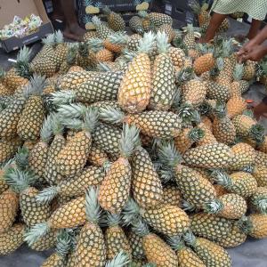 Ananas cayenne lisse et pain de sucre  - fruits et légumes nous produisons des ananas cayennes lisses et pains de sucre de bonne qualité et certifiée par des organismes phytosanitaires . nous sommes actuellement à la recherche de clients ou partenaires pour lexportation de nos fruits exotiques . pour plus dinformations,  nhésitez 