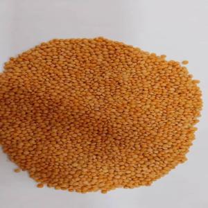 Red  Lentils  - cereals available 6000 mt of red lentils,  from malawi,  are available. the goods are ready to export,  and we welcome a visit.