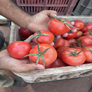 Tomates fraîches d'origine marocaine  - fruits et légumes nous exploitons 24 hectares de production de tomates dans la région fertile de sidi bennour,  au maroc. --cultivées avec soin,  nos tomates offrent un goût authentique,  une fraîcheur optimale et une excellente conservation. --nous proposons des prix compétitifs et somm