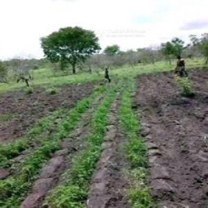 vente de terre agricole  - céréales nous disposons des terres agricoles très fertile en vente comme en location pour la production de vos matières premières,  nous cherchons aussi des partenaires pour la créations de ferme agricole