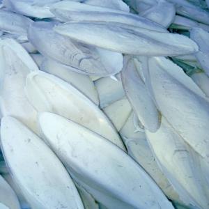 Os de seiche / Dry cuttlefish bones - aliments pour animaux nous sommes une société sénégalaise spécialisée dans le retraitement des produits de la mer. nous produisons de la farine de poisson et de l'huile de poisson. nous traitons également des os de seiches de différents calibres (big,  medium,  small 