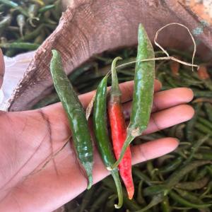 Piment Cayenne à vendre en gros - épices aromates nous vendons des piments cayennes en grandes quantités,  produits par nous meme dans nos fermes à lubumbashi. capable de fournir minimum 500 kilos par semaine. je suis ouvert pour toutes collaborations,  laissez moi un message. mon mail au cas où 