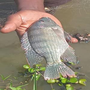 Poissons frais à vendre en gros - poissons je suis à la recherche d un marché (partenariat),  je produis des poissons frais,  et je suis actuellement à la recherche de partenaires ou de marchés pour les écouler. mon objectif est de fournir des produits sains en grande quantité,  avec un approvisionnemen