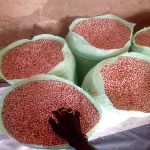 ARACHIDES  - fruits secs et graines grillées des milliers de tonnes d'arachides disponibles au burkina, togo et bénin.--nous sommes près à vous livrer un peu partout dans le monde.--mode de paiement uniquement lc ou sblc.