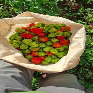 recherche de partenaires en Europe - fruits et légumes agriculteur installé en martinique et république dominicaine à st domingue- spécialisé en piments habanero,  légumes et autres fruits exotique tel que- corossol,  goyave,  pitaya,  avocat,  banane,  citron vert,  banane plantin,  patate douce,  ananas,  fraises,  banan