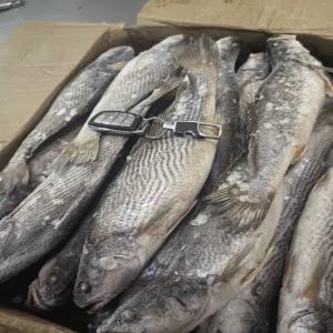 OMBRINE (CROAKER) CONGELE BORD - poissons nous disposons de stock de congelé a bord ombrine de très bonne qualité taille g et divers autres poissons et pelagiques