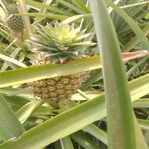 Fournisseur  - fruits et légumes je suis à la recherche des clients pour mes produits comme ananas frais, piments,  gingembre frais, ail, patates douces, igname,  manioc,  farine de manioc,  banane plantain etc...