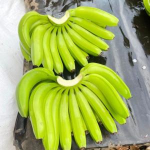 Bananes fraîches  - fruits et légumes bonjour, --notre société dispose de grandes quantités de bananes fraîches pretes à etre expédiées. nous vous fournissons un service de qualité et une expédition rapide et efficace. le prix de nos bananes est de 500 euros / tonne.--si vous 