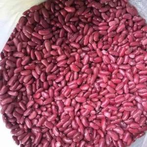 Red kindly beans - fruits and vegetables we now have red beans and can export them to any global destination. we are looking for long-term business.