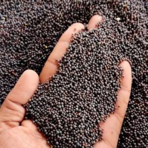 Graines de moutarde noir  - épices aromates nos produits sont directement de la ferme à l'usine au cameroun. nous fournissons en respectant les spécifications et les besoins exacts,  dans les délais convenus pour la fourniture du produit à des prix très abordables.----produit - graines de moutarde noire --pri