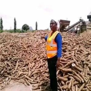 sweet cassava  - fruits and vegetables we have a large stock of very sweet cassava. we are looking for a buyer for long-term business,  the price is negotiable regarding the destination,  and we can export.