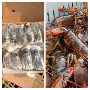 Fresh and Frozen Lobsters for sale  - crustacean shell our products are directly from sea to factory in cameroon . we supply with respect to exact specifications and needs,  within agreed specified lead time of product supply at very affordable prices.----our lobsters range in weight from 1.25 to 4 pounds. they can be delivered in packs of 1-15. simply s