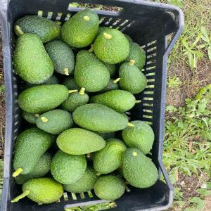 avocado  - fruits and vegetables we have a large stock of avocados. we are looking for a buyer for long-term business,  the price is negotiable regarding the destination,  and we can export.