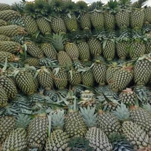 pineapple  - fruits and vegetables we have a large stock of pineapple.  we are looking for a buyer for long-term business,  the price is negotiable regarding the destination,  and we can export.--