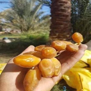 Fraise et datte - fruits et légumes nous sommes une entreprise algerienne d'exportation des prouduis agricole comci legume et fruits et dattes .--nous avons maintenant dans le stoque 100 tonnes de dattes pré a exporter .--soyerz les bienvenu