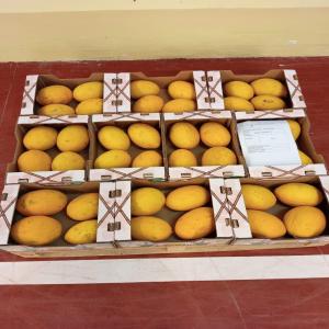 Canari Melons  - fruits and vegetables    sale of canari melons from senegal   premium quality,  bulk availability   ----   product- canari melon--   origin- senegal--   available quantity- shipping in pallets (70 or 140 cartons)--   packaging- cartons of 5-12 kg--   available sizes- 5-6-9-11-12q-12l-15q-15l--   shipping mode- sea or air 