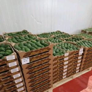  Hass Avocados from Morocco - fruits and vegetables    sale of hass avocados from morocco   premium quality,  bulk availability   ----   product- hass avocado--   origin- morocco--   available quantity- shipping in pallets of 230 cartons,  or truck container of 26 pallets (a total of 5720 cartons)--   packaging- cartons of 4 kg--   available sizes- 12 