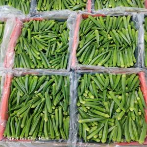 Fresh Okra - fruits and vegetables    sale of okra from ghana   premium quality,  fast air freight shipping     ----   product- fresh okra--   origin- ghana--   available quantity- shipping in pallets of 150 cartons--   packaging- cartons of 4 kg--   shipping mode- air freight for maximum freshness--   incoterms- according to the clie