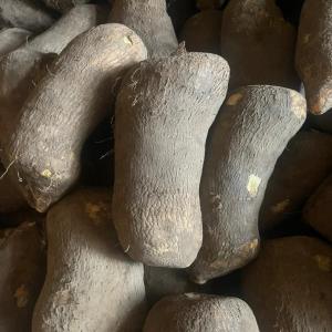  Fresh Yam - fruits and vegetables    sale of yams   origin ghana,  premium quality,  bulk shipping     ----   product- fresh yam--   origin- ghana--   available quantity- shipping in pallets of 50 cartons--   packaging- cartons of 20 kg--   shipping mode- sea freight for optimized logistics--   incoterms- according to the client s req