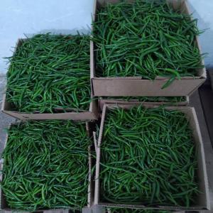  Green Bird Eye Chili - fruits and vegetables    sale of green bird eye chili   premium quality,  bulk shipping      ----   product- green bird eye chili--   origin- [specify country of origin]--   available quantity- shipping in pallets--   packaging-----cartons of 5 kg--pallet of 120 cartons--   shipping mode- air freight for optimal freshness