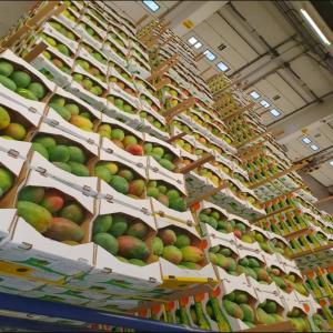 Kent Mangoes - fruits and vegetables    sale of kent mangoes from ghana   premium quality,  bulk availability     ----   product- mangoes--   origin- ghana--   available quantity- shipping in pallets and containers--   packaging-----cartons of 5 kg--sea freight pallet- 100 cartons--   shipping mode- sea freight--   incoterms- according 