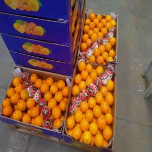 Agrumes - fruits et légumes clementine --mandarine--orange--citron--produits origine marocaine,  certifié de qualité superieur.pour l europe,  afrique,  russie,  uk et pays du golf.--contacter nous pour plus info --